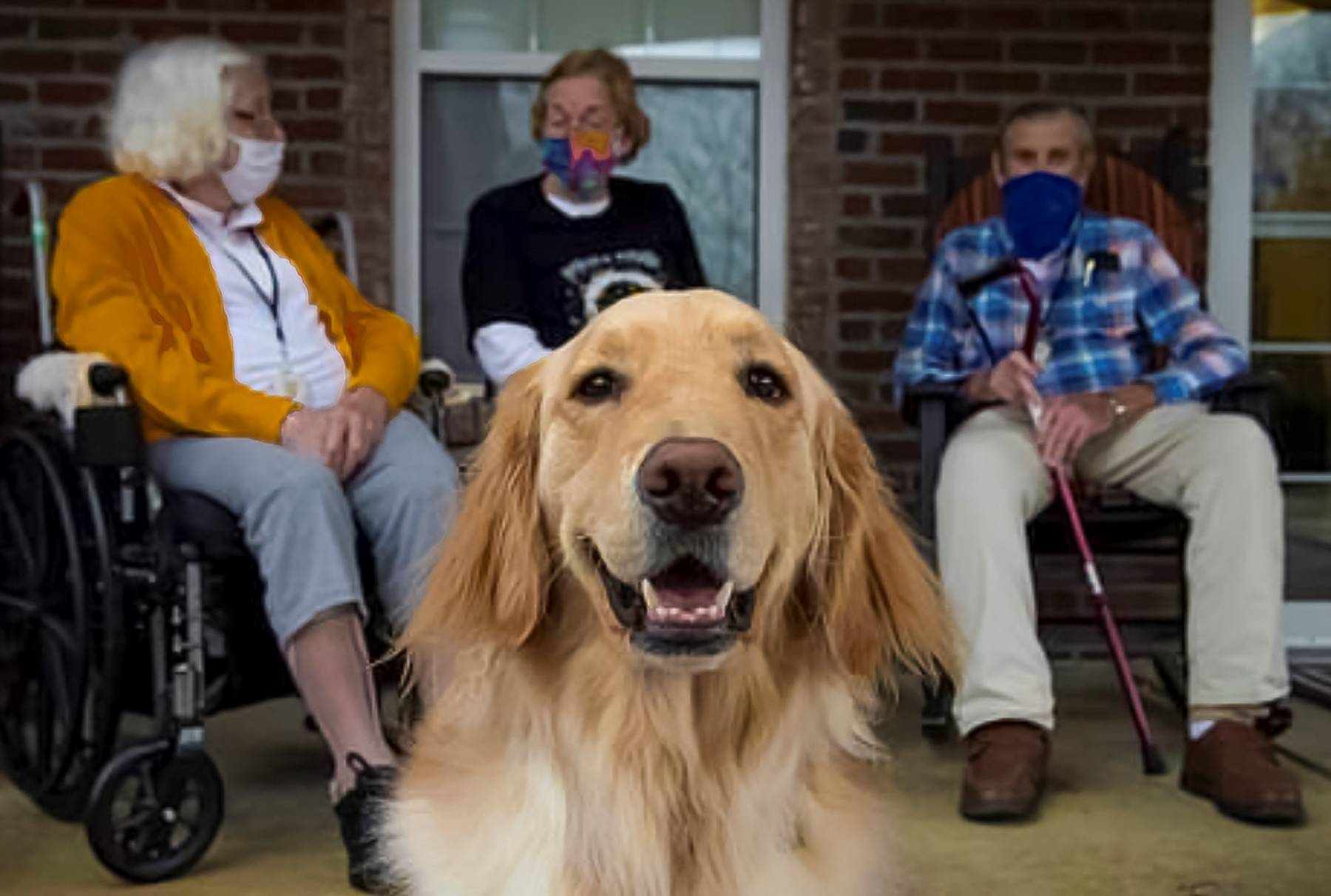 covid testing dog - retirement home